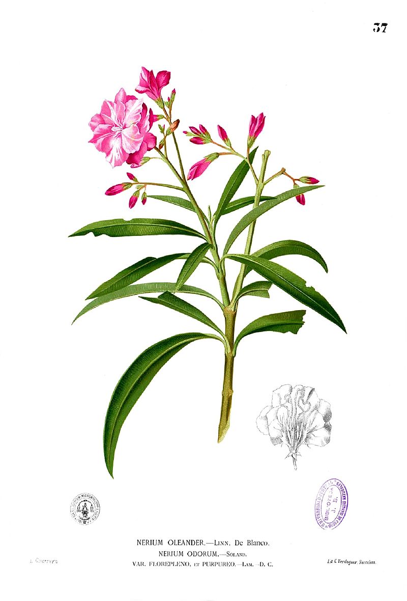 Oleander, urheber bild:frei