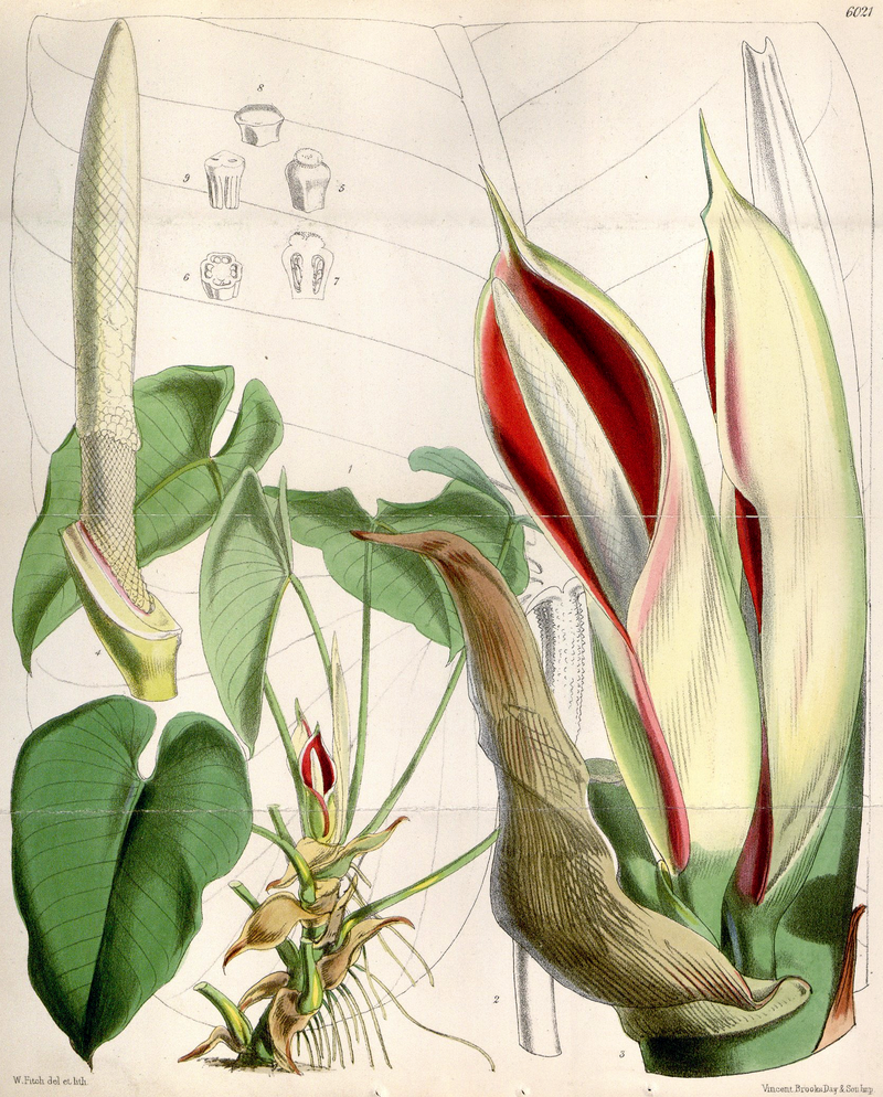 Philodendron, urheber bild:frei