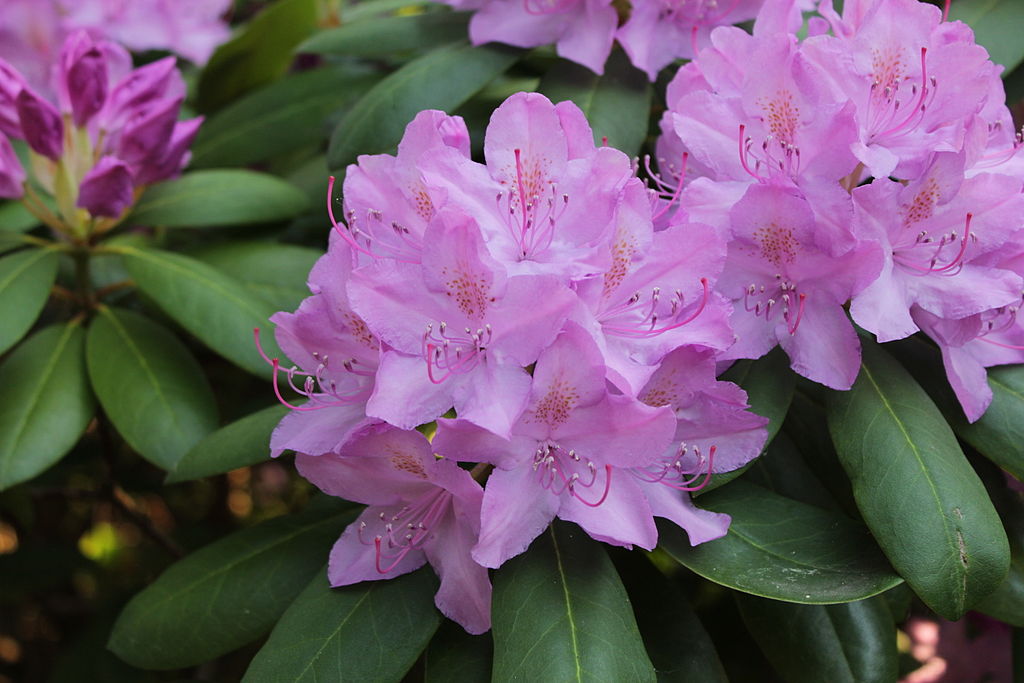 Rhododendron, urheber bild:Von Philipp Guttmann - 
			Eigenes Werk, CC BY-SA 3.0, https://commons.wikimedia.org/w/index.php?curid=19687044